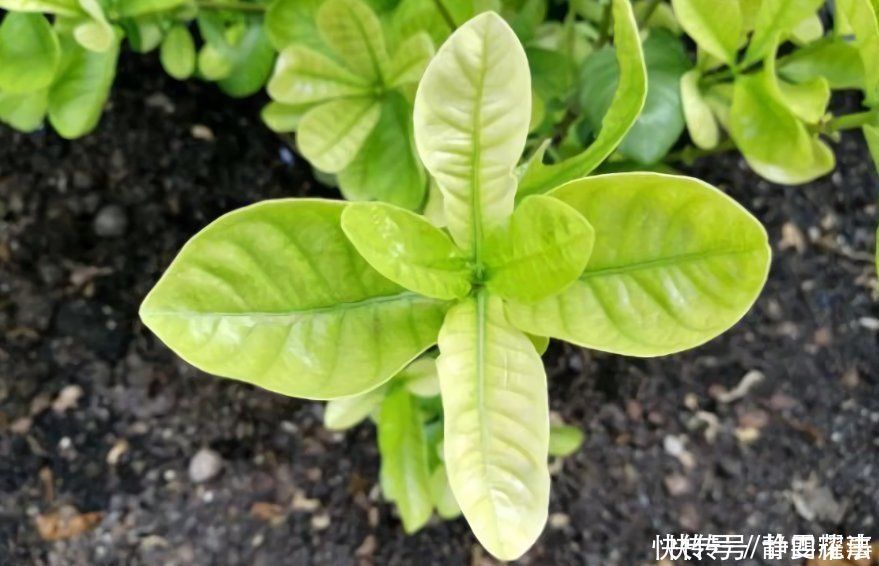 室内养花,喷上4种“水”,叶子油亮不发黄,冬天也生机勃勃