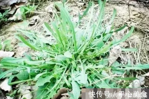 白细胞|埋没在田间的四种抗癌野菜,多数人嫌脏不吃,但是营养价值高