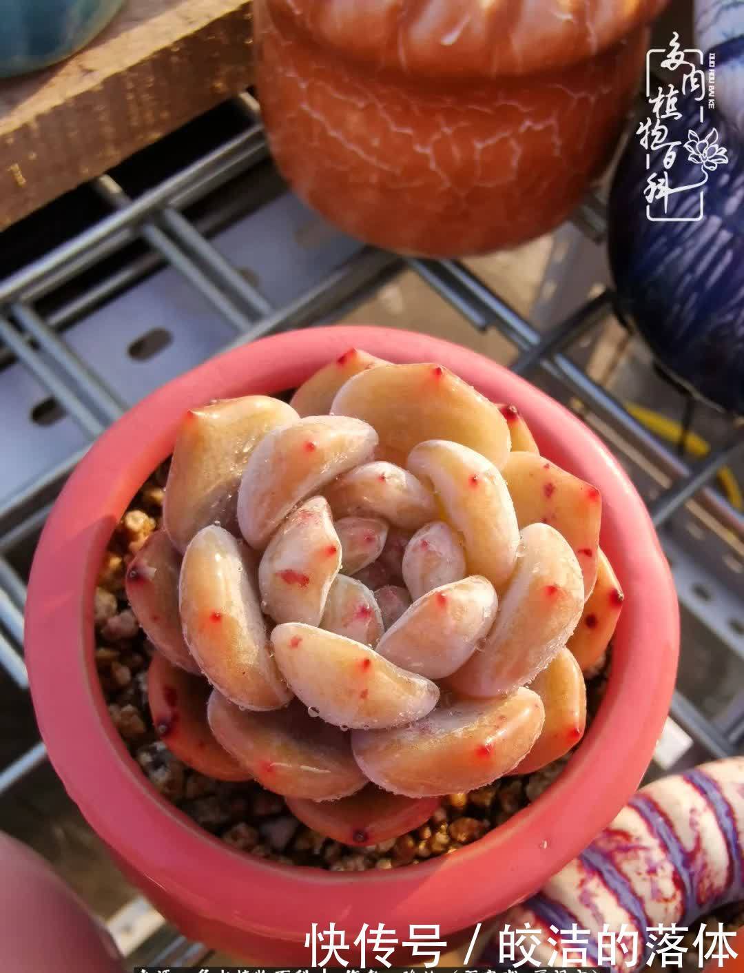 百度|我与多肉那些不得不说的故事!