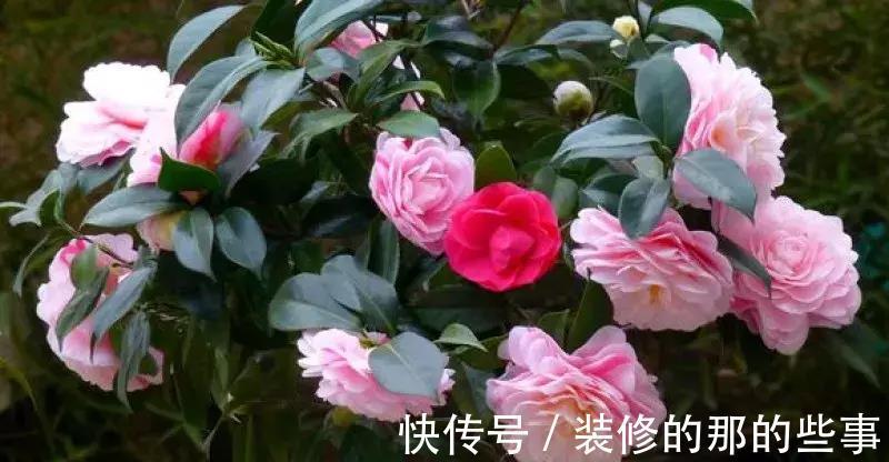 酸碱度|养花全靠1句话，这样养花保证能活