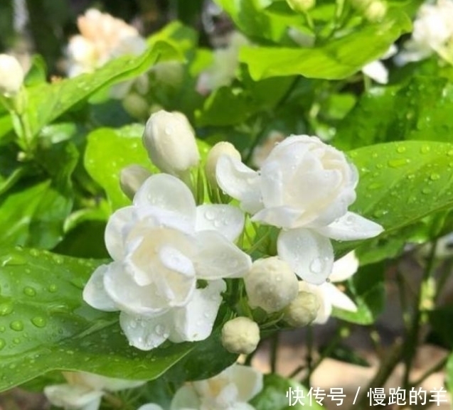 睡眠质量|4种便宜花,阳台养几盆,一开就是300天,花开娇艳美不胜收