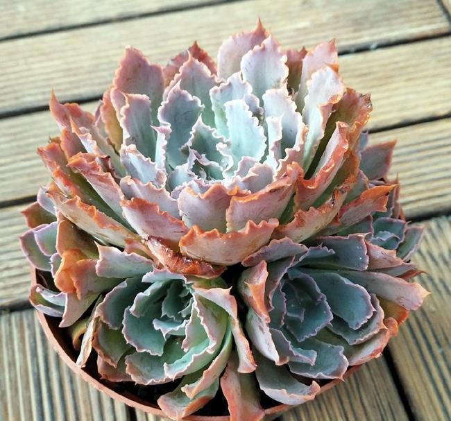 多肉三仙|赫赫有名的多肉三仙,养护要点,一网打尽