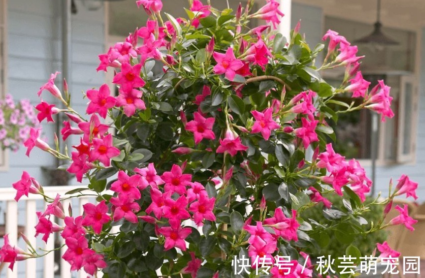 飘香藤爱爬墙、爱开花,家庭盆栽好养漂亮、花期长,人人爱