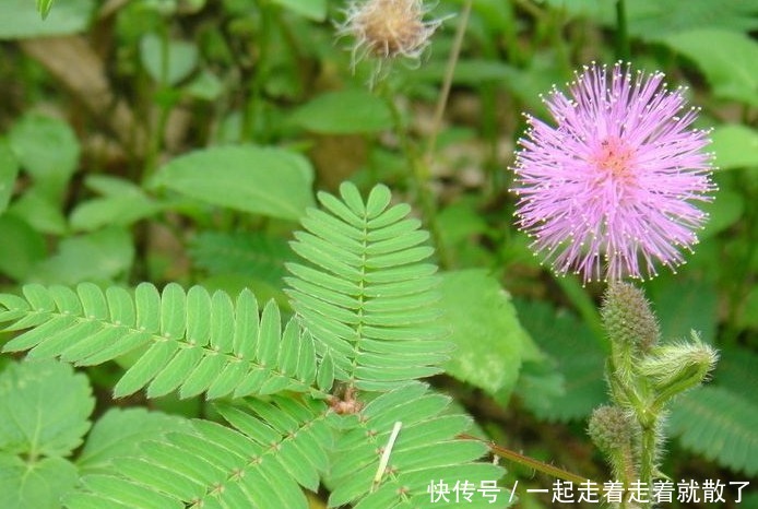 眼球|此花是一种有礼貌的植物，非常的迷人与可爱，十分的吸引人的眼球