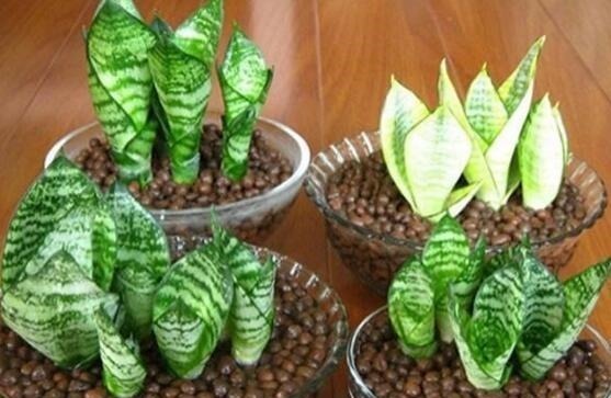 小芽|李大爷养虎皮兰,不喂“花肥”只喂“它”,养出8个“钢钻”芽!