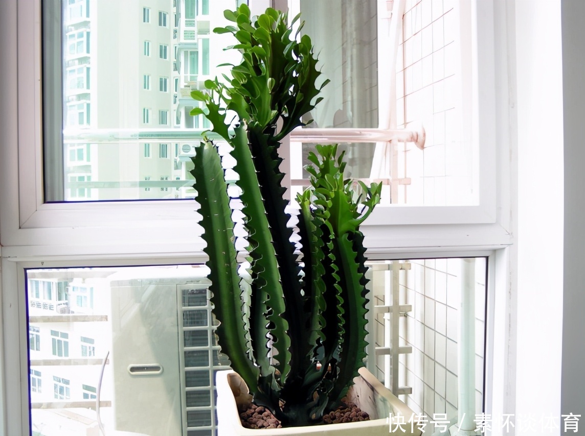 辟邪|镇宅辟邪的风水植物:龙骨,盆栽做到这些,个头猛窜、开花漂亮