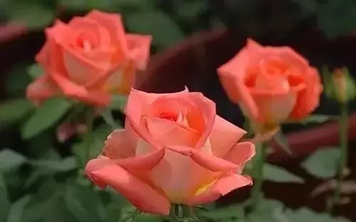 瑞香花|全国56市市花，太美了