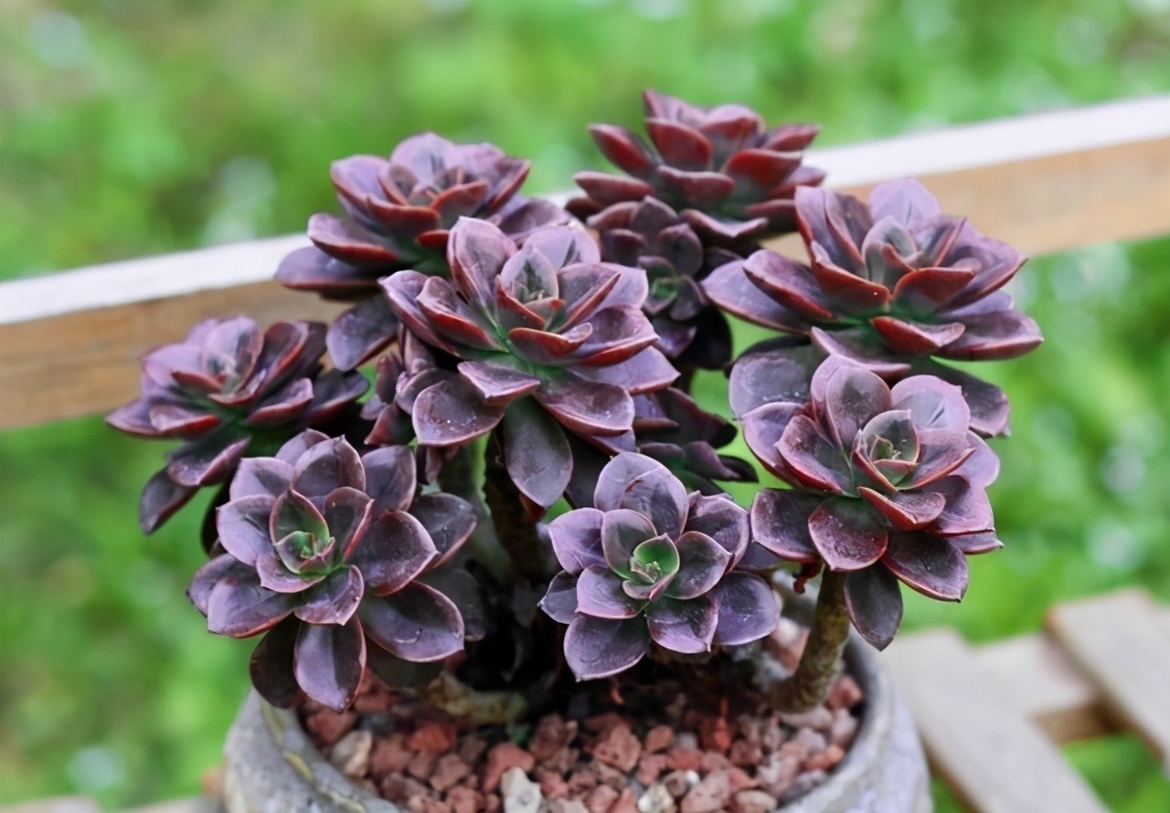 6款多肉大普货,完全靠实力征服花友,养护简单出状态真好看