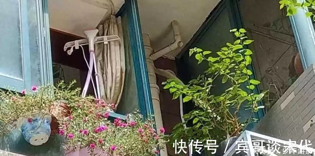 花园|养花技巧：客厅养一堆便宜花，一年四季开不停，没钱也能变花园！