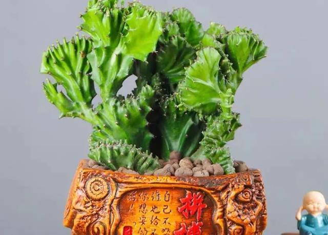 鸿运当头|建议养花人：4种花，别看不上，养护容易寓意好