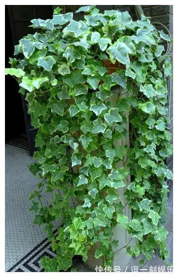 8种绿植,家里养一盆,废气吸光光,净化空气一级棒