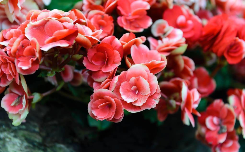 虎皮兰|以后看见这5种花,不用再花钱买了,随手摘个枝就能爆盆