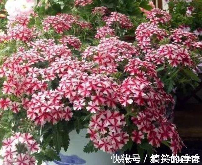 美女|4种花很耐养，沾土就能活，四季开花，花色多，一盆能养一辈子！