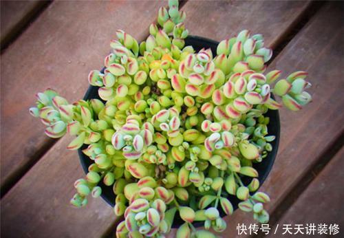 5种漂亮多肉，好看又好养，上色美长满盆，值得拥有！