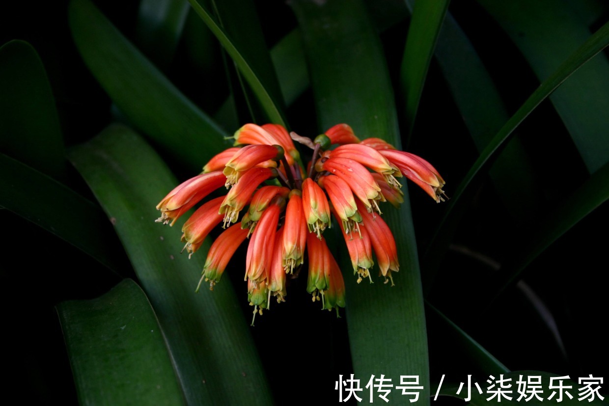 垂笑君子兰|君子兰还有这品种学会这个养护方法,一棵开20朵没问题!