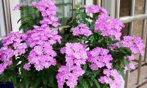  超火|花界中超火的4种花，四季开花，芳香四溢，室内也能养