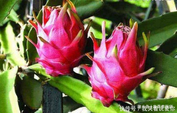 年轻|好吃又养生的食物,坚持常吃,提高抵抗力,越吃越年轻