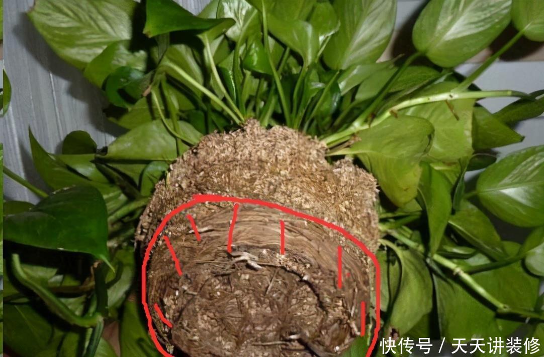 养花换盆,要“挑时机”,错过不再有,耽误一年开花季