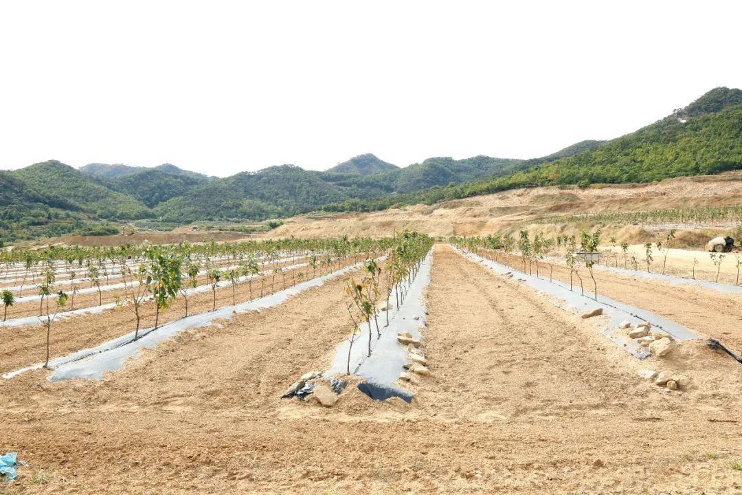 翅膀|红樱桃为乡村振兴插上“金翅膀”！