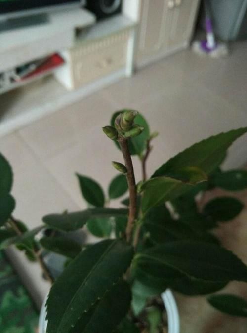 花蕾掉光的茶花,一点都不好看了,该怎么解决?