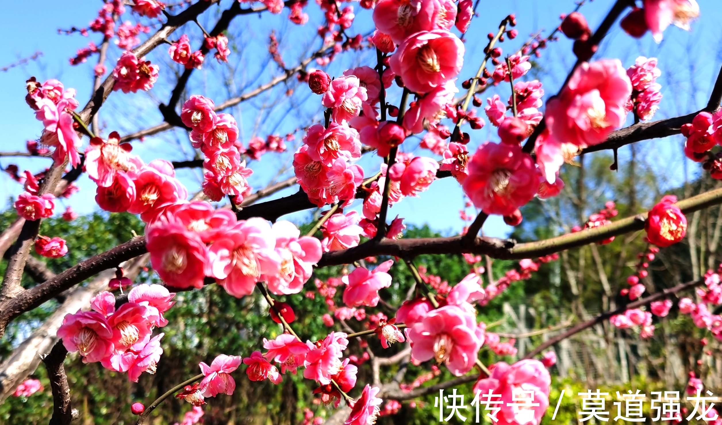 咏梅花$咏梅花最优秀的10首词排名，前两名伯仲之间，从这一角度分出高低