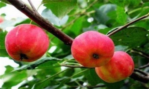 豆角|女性想要皮肤好，建议吃4种食物，排毒美容，补血养颜