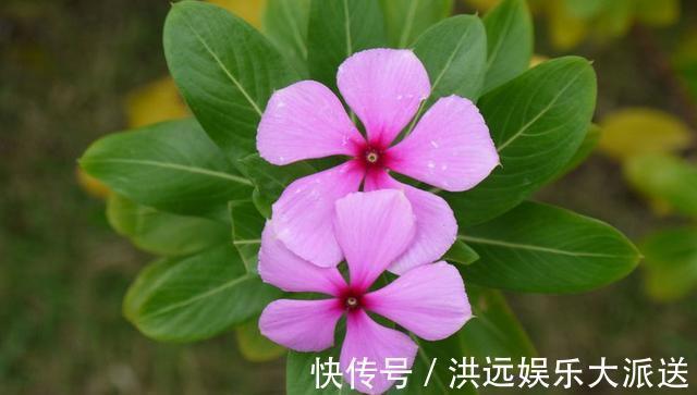 机器|这3种花“耐热”好养，30度还能窜花苞，夏天的“开花机器”