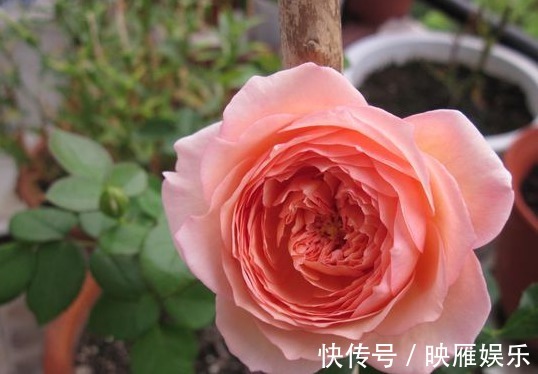 长花量|养花就养个花型好看的,花期长花量还很大,一种很好养活的品种