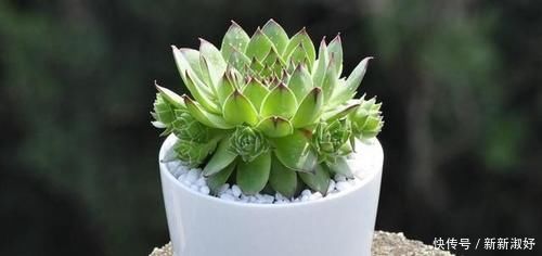 钱串|12款多肉天生就爱凑热闹,爆盆群生是强项,花友:养起来真过瘾