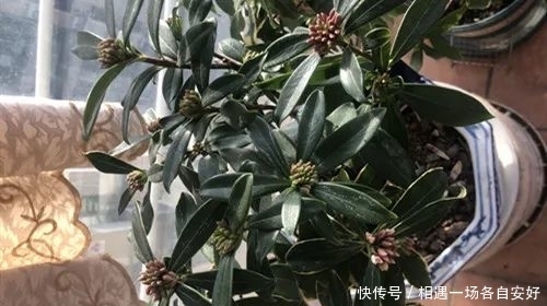 金边瑞香要怎么养才能长势旺盛,及时开花?