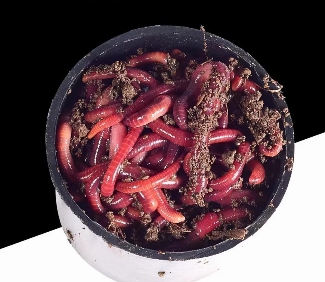 冬季钓鲫鱼什么饵料好?这3种饵料足够了,特别是第1种很好用