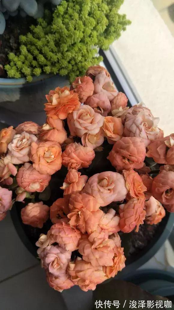 羊粪|路边捡来4种小东西,丢在盆底,一年不用施肥,也不怕烂根!