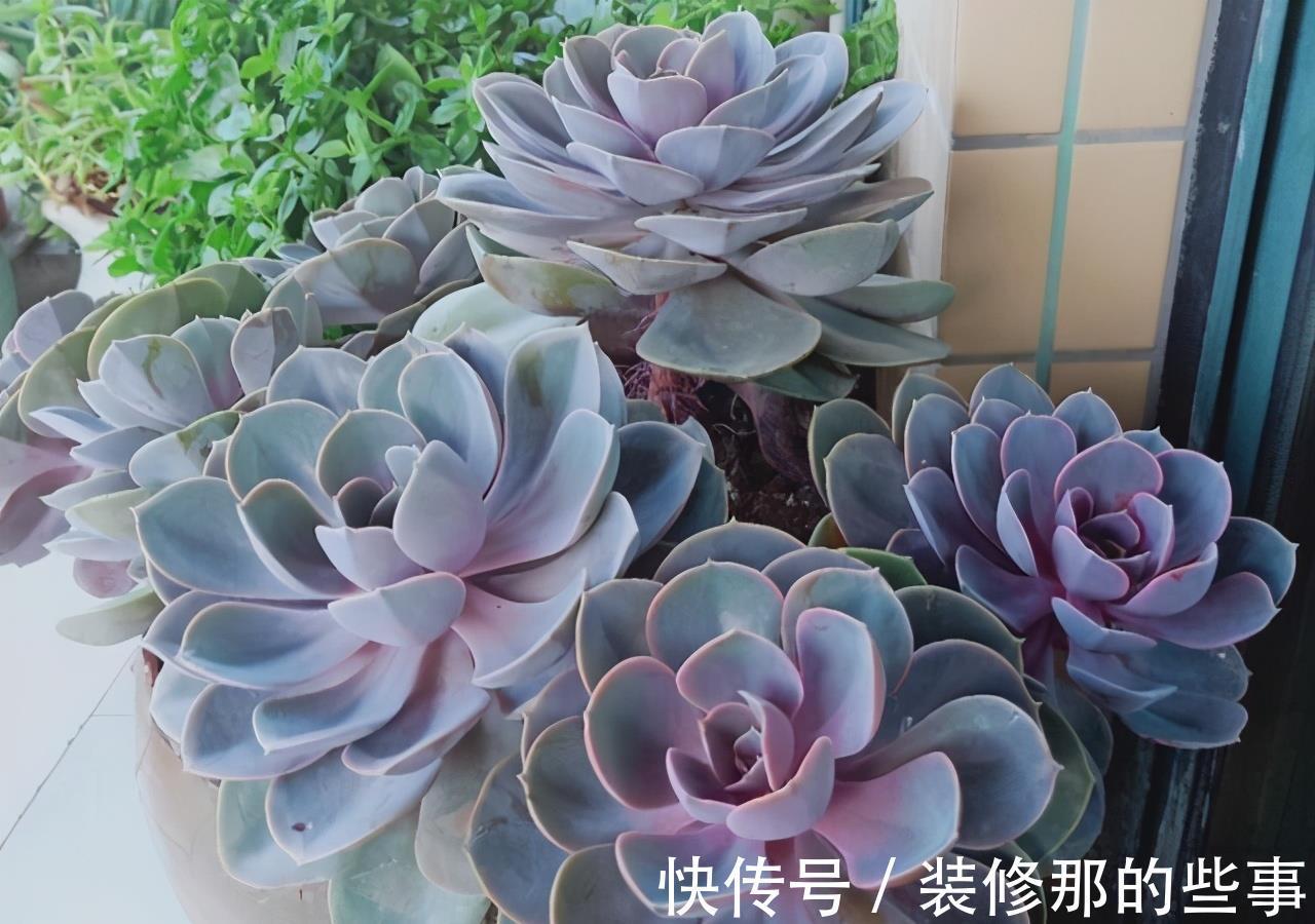 徒长|阳台党打心底里喜欢的多肉不多，紫珍珠算一个，群生的老桩真漂亮