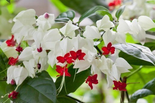 4月份扦插这几种花,好活好养又漂亮,四季花开不断,高贵优雅