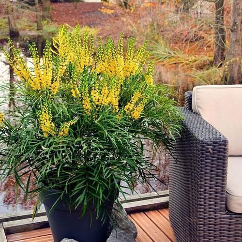 耐阴绿植哪家好?爱花党看过来,更有耐寒的种类