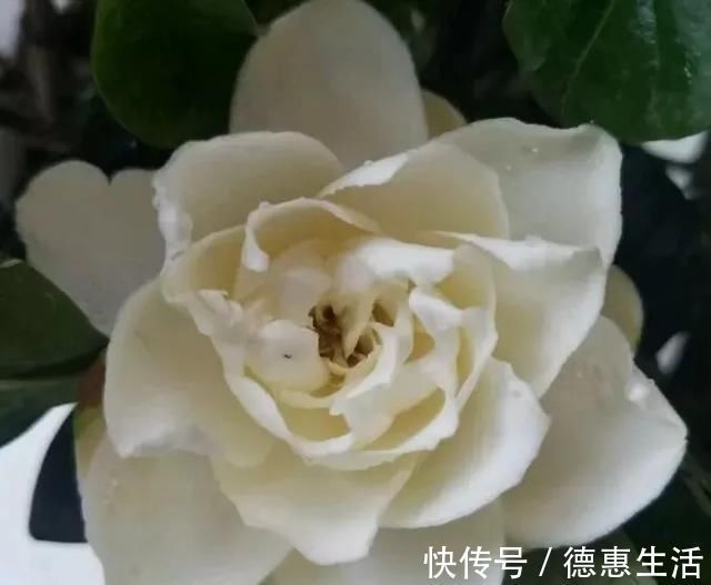 浇水|这16种花冬天越浇越死,3个月不管,反而长高个