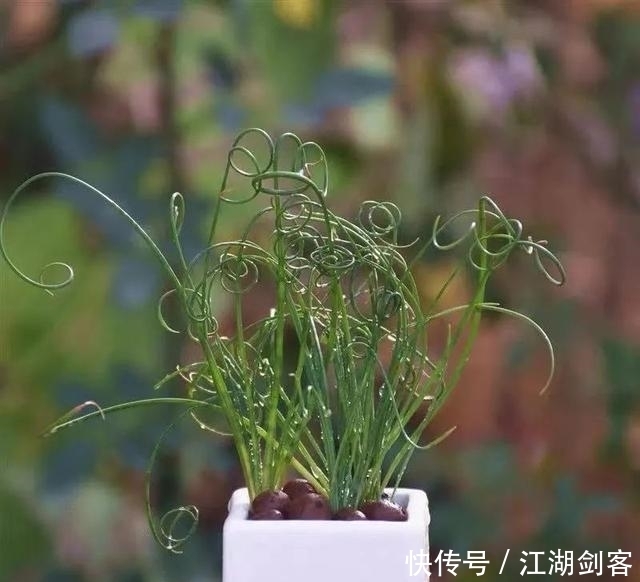 家里养几盆弹簧草,叶子卷曲似弹簧,清新雅致、个性十足