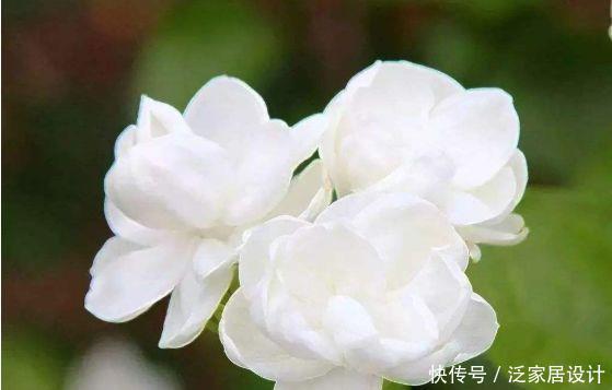 居家就养此款花卉,开花幽香暗淡,花型圆滚惹人爱,值得拥有