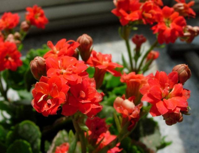 骨头|长寿花“管一管”,花苞一钻就几百,花朵挂枝,一蹿就上千