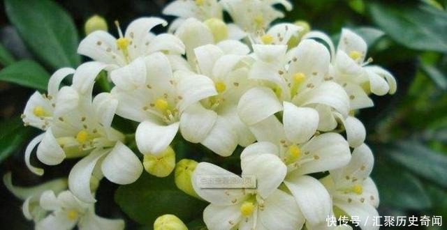 房间|我国“最香”盆栽花卉,净化空气效果好,房间摆1盆,熏得一室香!