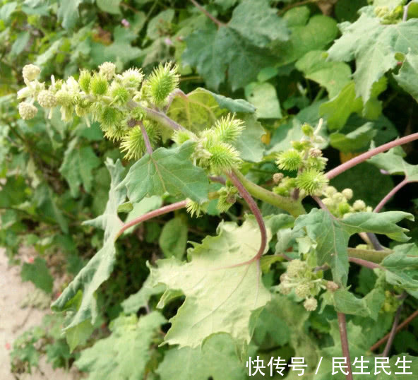 鼠李糖|山上常见的一种植物“苍耳”,用来泡酒有什么奇特功效