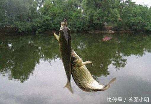 大爷钓的鱼中有一条很特别,看清腹部后放生了这可不能吃呀