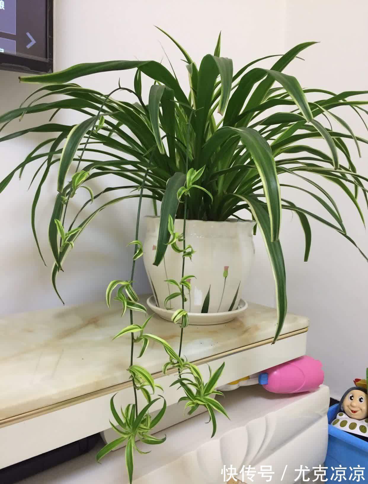 温馨|5种养人花，建议卧室养一盆，促睡眠“养精神”，温馨又大气