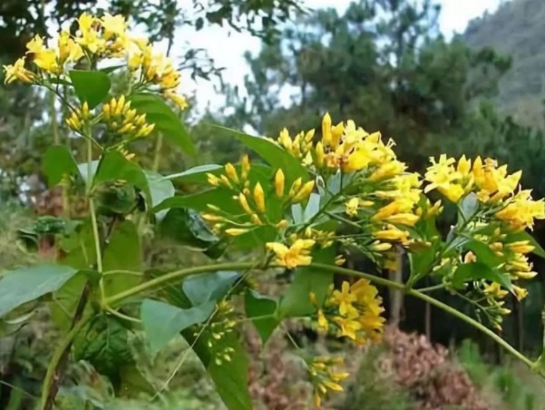 传说中的“彼岸花”、“断肠草”,在现实中,是否真实存在呢