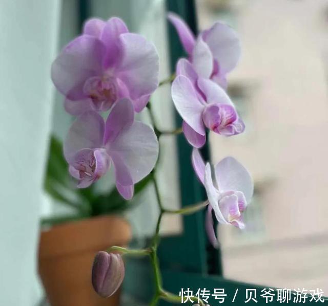 这些“年宵花”,现在开始养,过年就开花,红红火火,吉利喜庆