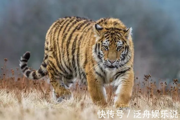 冤家|生肖虎和哪个生肖做夫妻,一生都是“冤家”,但越老越恩爱!