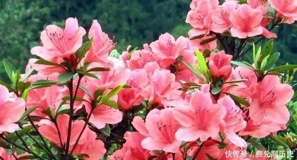 中国的十大名花,你知道几个?