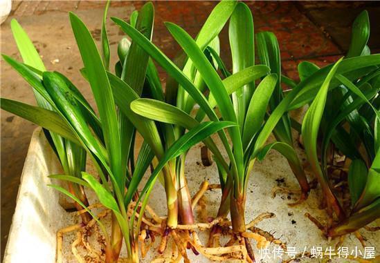 花卉|神奇的生根水，让各种半死不活的花卉瞬间长根，附生根水自制方法