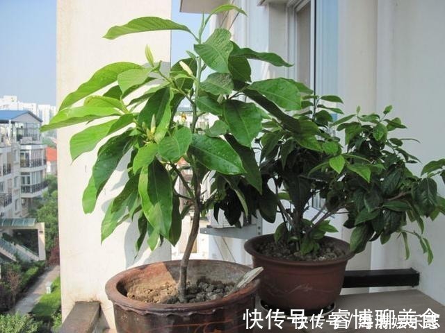 施肥|这花比茉莉还好闻，家里养一盆，花一开就是大半年！