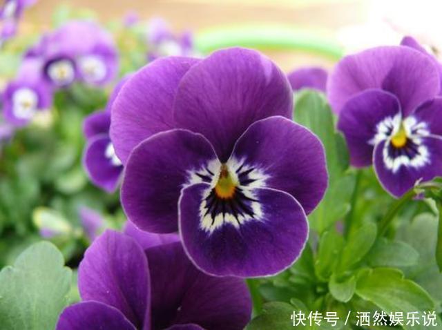 几种花卉养在家里，花大色艳胜玫瑰，喜庆又漂亮